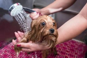 Mobile Pet Grooming Made Easy with Shampoochi Day Spa Mobile Grooming