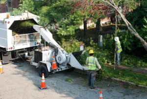 Tree Care Enterprises Expert Tree Management and Landscaping Support