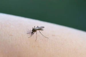 Effective Mosquito Control Near Me for a More Comfortable Backyard