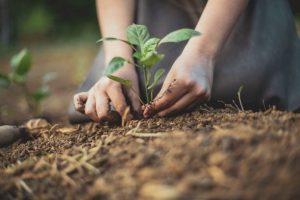 Cultivating a Tropical Haven with Essential Gardening Tools