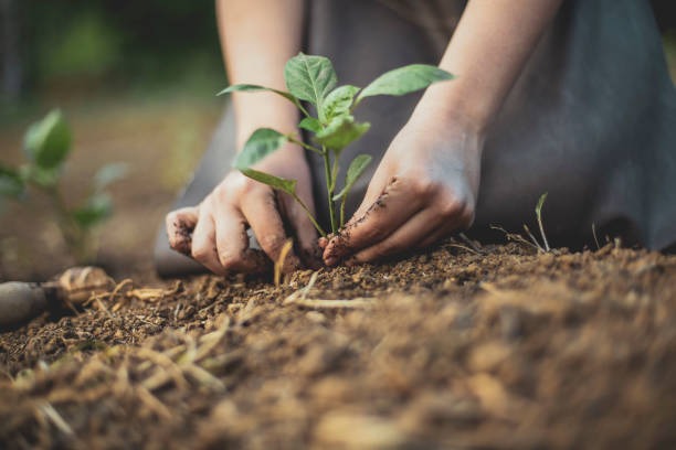 Cultivating a Tropical Haven with Essential Gardening Tools