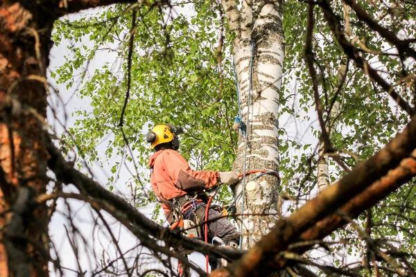 Healthy Trees Start with Professional Tree Service