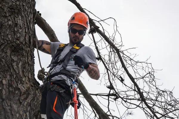 Professional Tree Service in Springfield IL for Safe Tree Care