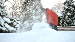 Choose Professional Tree Removal Mobile for Safe Yard Improvements